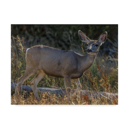 Galloimages Online 'Mule Deer Portrait' Canvas Art,18x24
